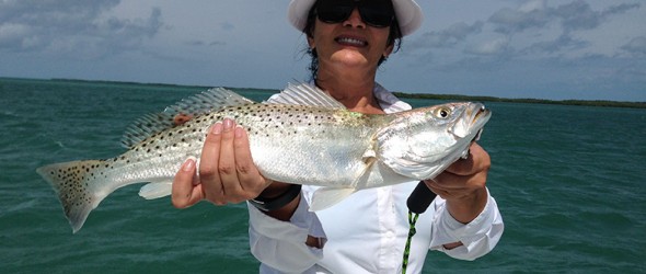 Speckled sea trout