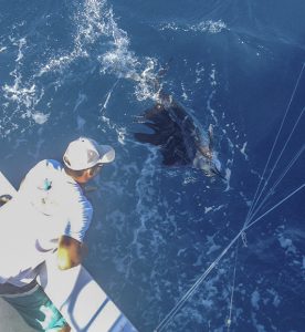 Key West Charter boat sailfish