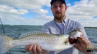 Speckled Sea Trout