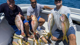 Nice Catch of yellowtail snapper and mutton snapper